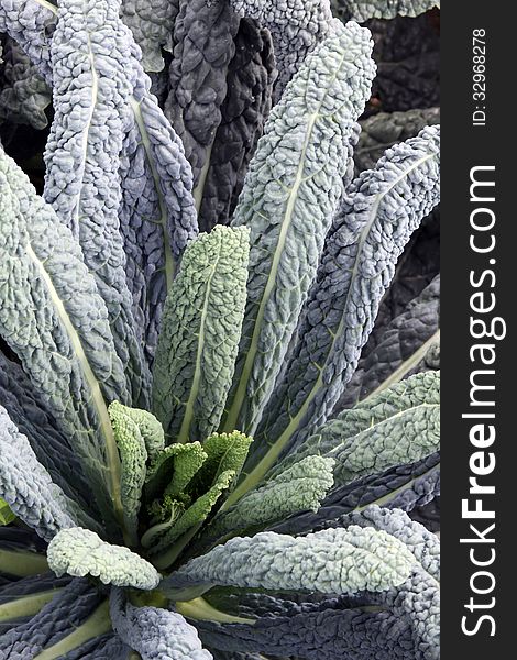 Leaf kale (Brassica oleracea L.) with blue-green leaf on the vegetable garden bed