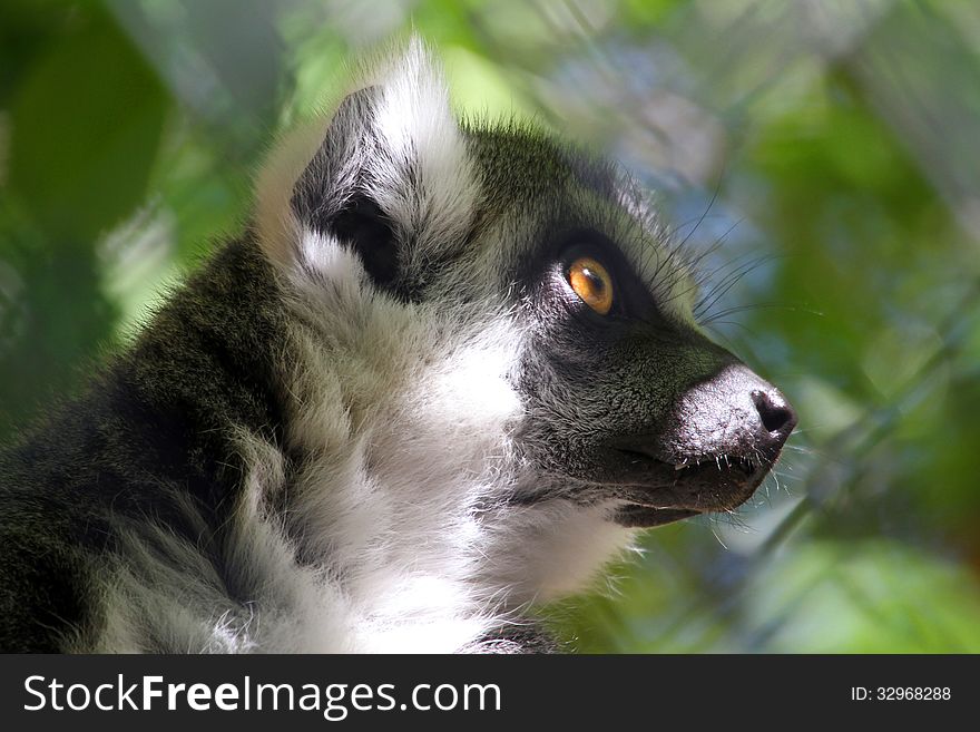 Close Up Detail Of Ring-Tailed Lemur In Profile