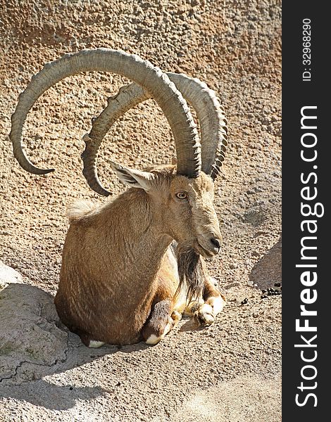 Large Curved Horn Mountain Goat Sitting On Sloping Rocks. Large Curved Horn Mountain Goat Sitting On Sloping Rocks