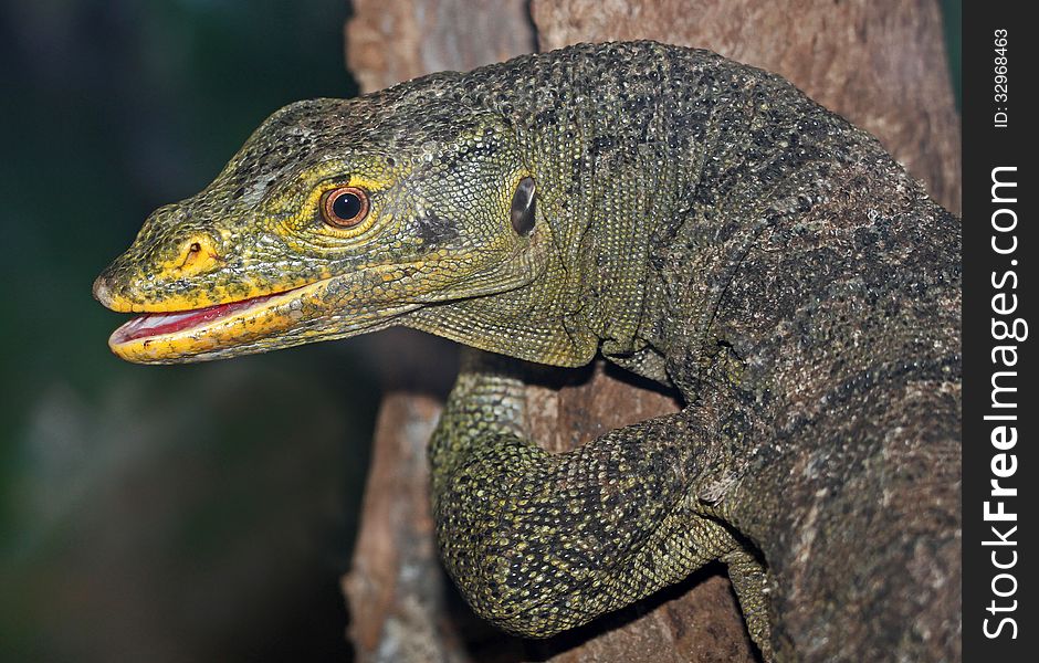 Close Up Detail Of Large Lizard With Open Mouth