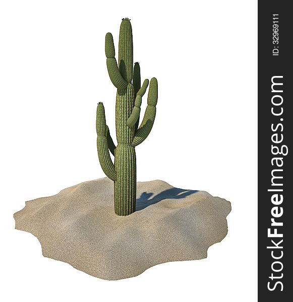 Cactus plant on sand, isolated. On white background with clipping path included.