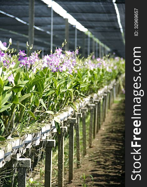 Beautiful orchid farm agriculture under sunshade net. Beautiful orchid farm agriculture under sunshade net