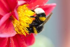 Bumblebee On Flower Royalty Free Stock Photography
