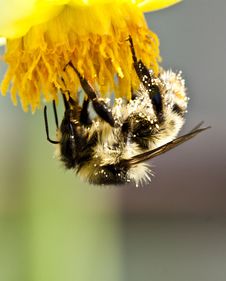 Honey Bee On Flower Stock Image