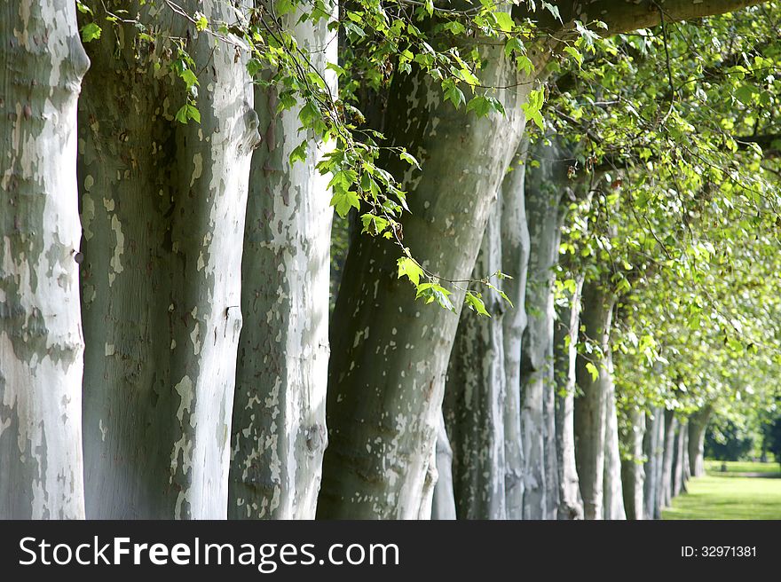 Boles of trees in a row in the morning sun. Boles of trees in a row in the morning sun