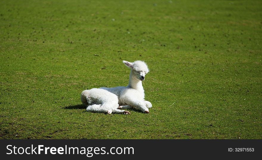 Young Alpaka llama lying criously on the meadow