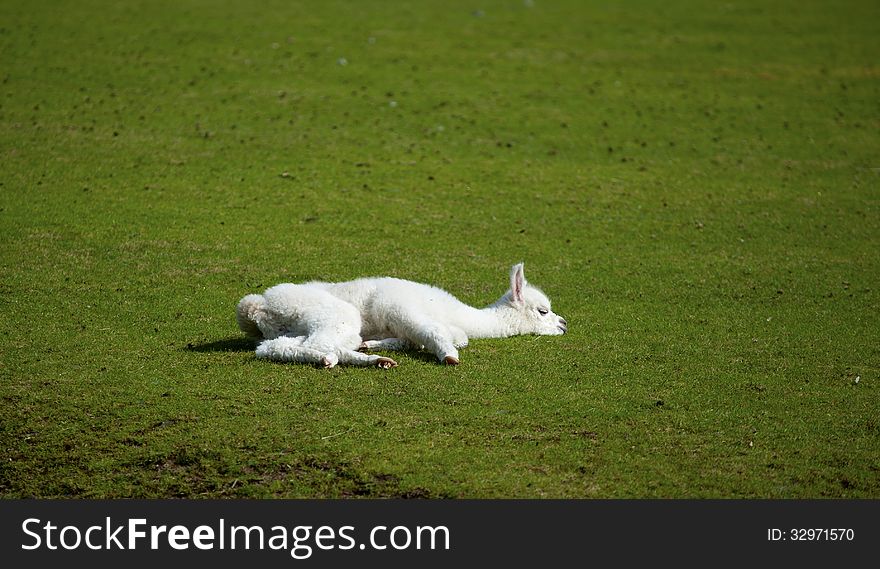 Young white Alpaka llama lying snoozing on the groundj. Young white Alpaka llama lying snoozing on the groundj