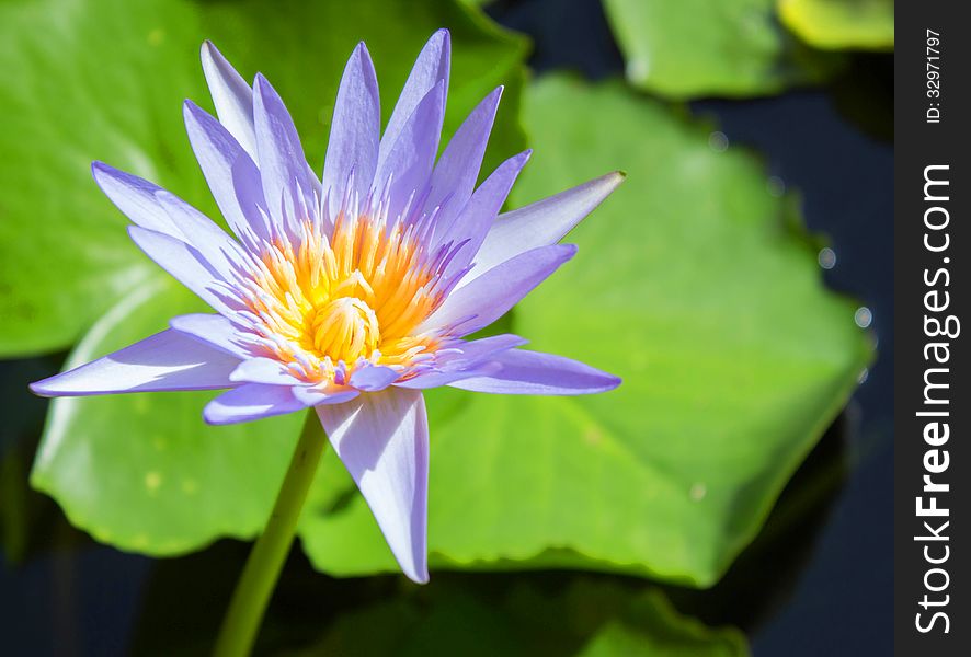 Picture of a pink lotus flower. Picture of a pink lotus flower