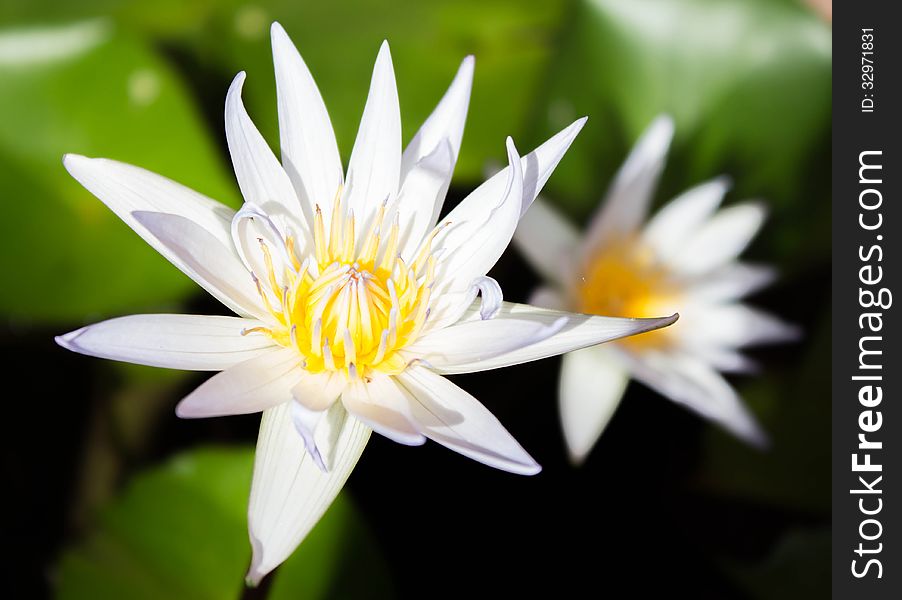 Picture of a white lotus flower