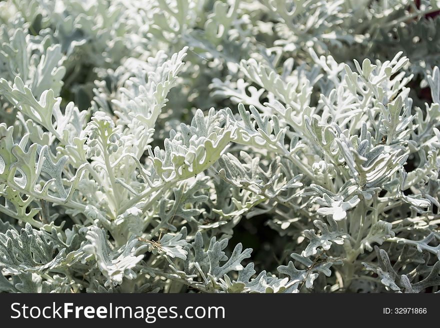 Silver hoary carved leaves of a garden cineraria closeup. Silver hoary carved leaves of a garden cineraria closeup