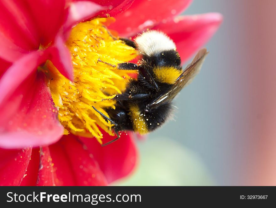 Close up on Bumblebee on flower