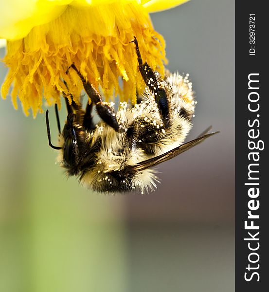 Close up on honey bee on flower