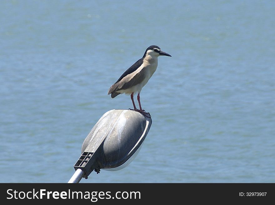 Night Heron stand on street light near harbor. Night Heron stand on street light near harbor