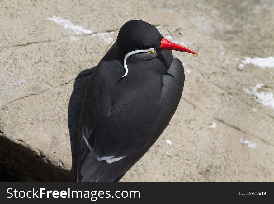 Inca Tern Sitting On Concrete Background