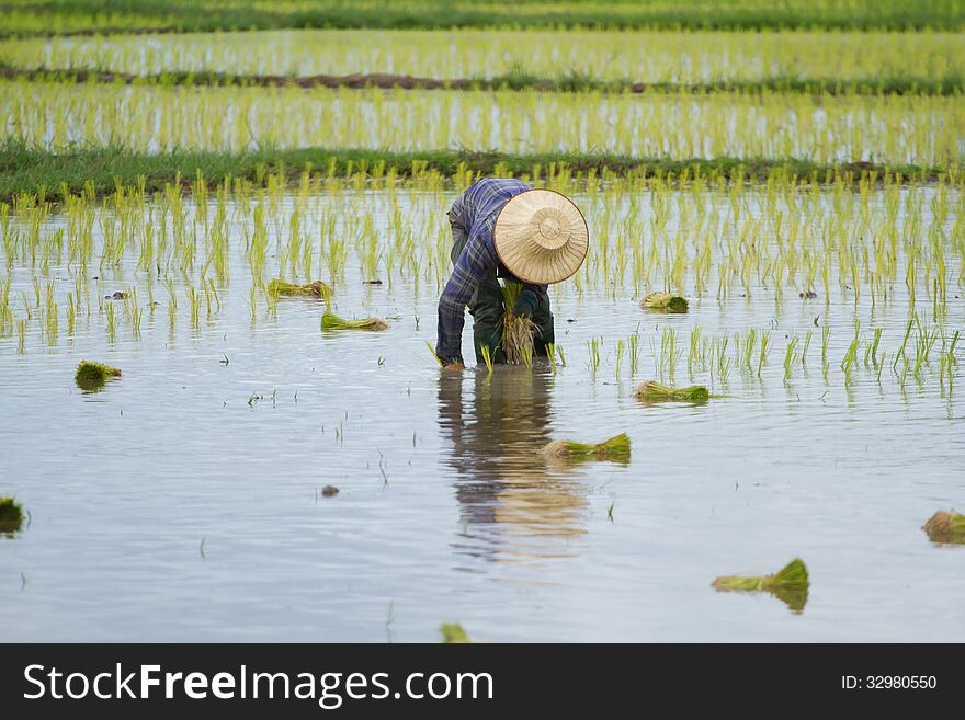 Thai Peasant Agriculture