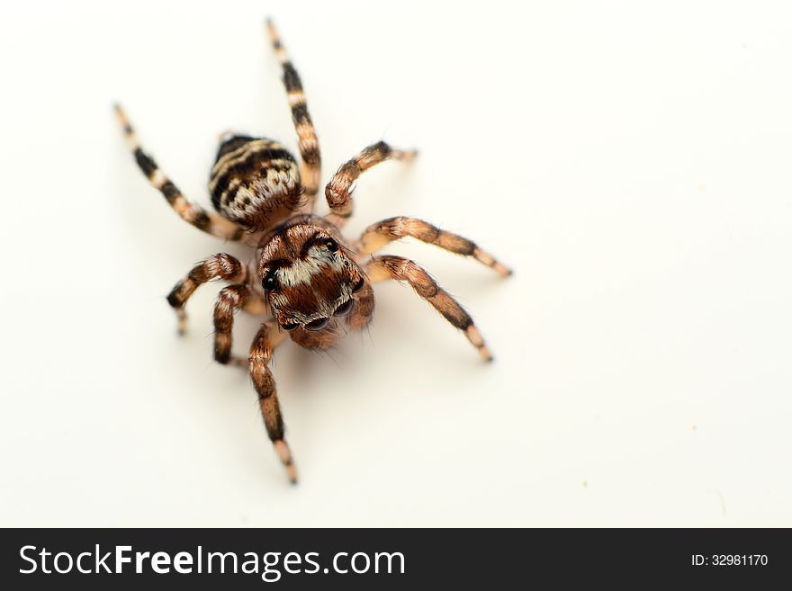 Jumping spider on the white wall