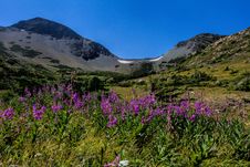 Fireweed Wildflowers Below Firebrand Pass Stock Photos Fireweed Wildflowers Below Firebrand Pass Stock Photos