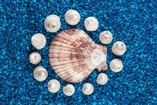 Oister And Seashells Aranged On Blue Background Stock Photo Oister And Seashells Aranged On Blue Background Stock Photo