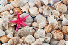 Starfish On Seashells And Oisters Royalty Free Stock Images Starfish On Seashells And Oisters Royalty Free Stock Images