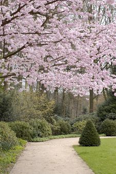 Park With A Beautiful Blossom Trees Stock Photography Park With A Beautiful Blossom Trees Stock Photography