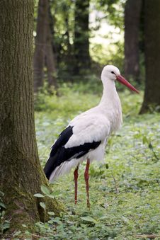 Stork Royalty Free Stock Images