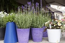 Lavender In Pots Royalty Free Stock Images Lavender In Pots Royalty Free Stock Images