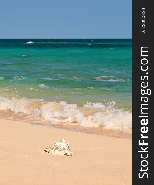 Large conch shell on the shoreline of the Caribbean Sea