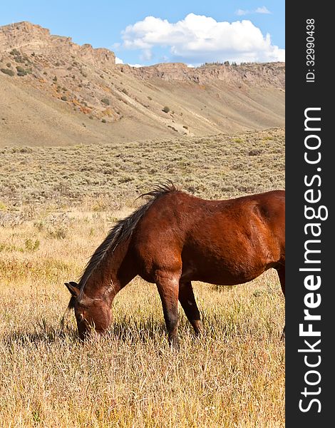 Brown horse in meadow in Colorado