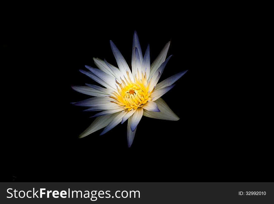 Water lilly nymphaea isolated on black background