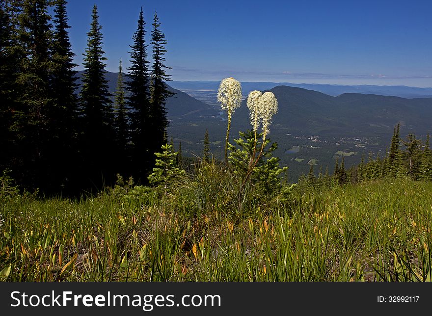 This image of the three beargrass wildflowers was taken near Martin City in NW Montana on Desert Mountain. This image of the three beargrass wildflowers was taken near Martin City in NW Montana on Desert Mountain.