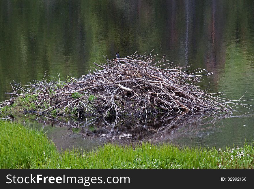 This image of the beaver house along the lake shore was taken near Marias Pass in NW Montana.