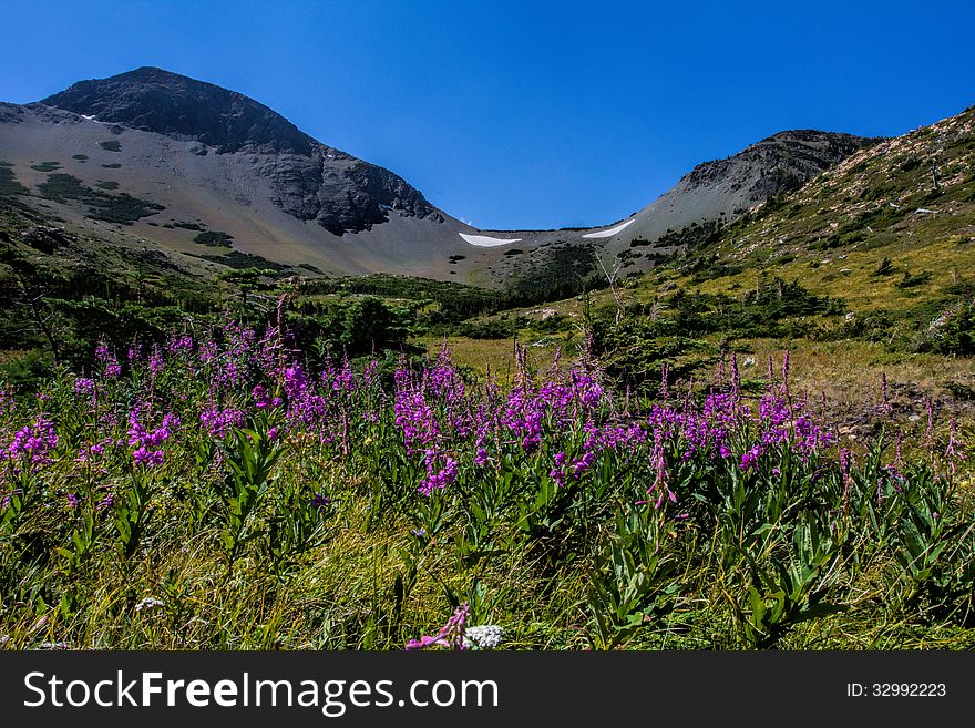 Fireweed Wildflowers Below Firebrand Pass