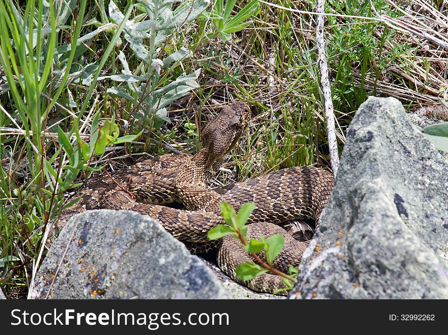 This image of the rattle snake was taken at the National Bison Range during a hike I had been taken to obtain landscape photographs.