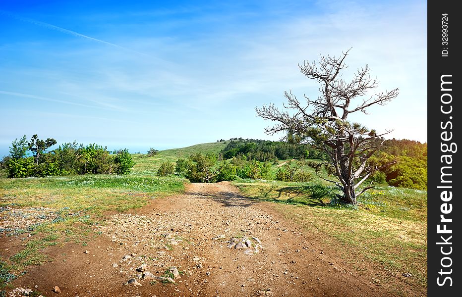 Sandy road in a field near the forest