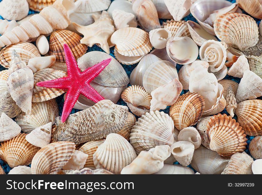 Starfish on seashells and oisters background