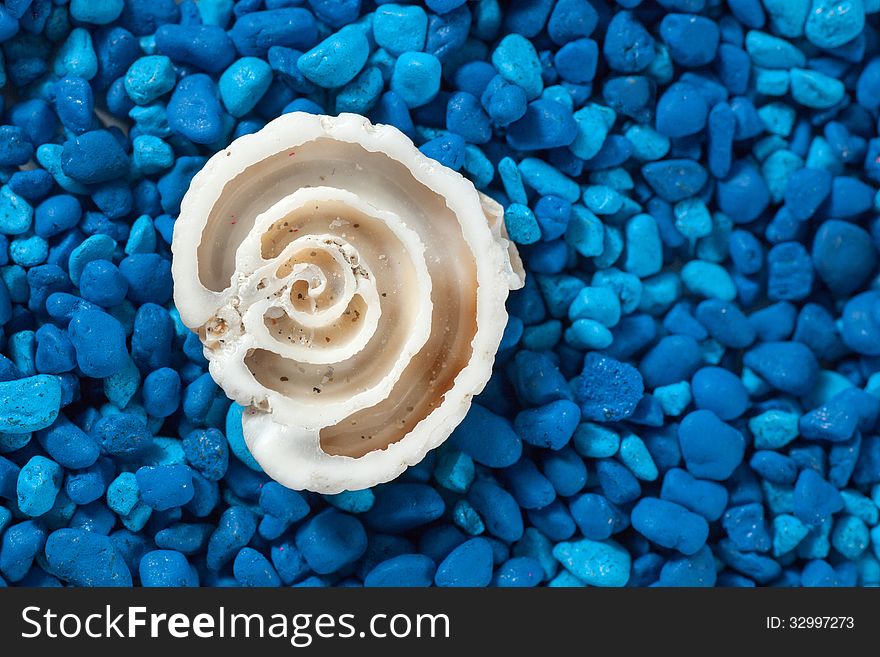 Seashell section closeup on blue background (blue sand)