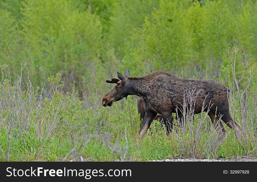 An adult moose in a patch of willows.