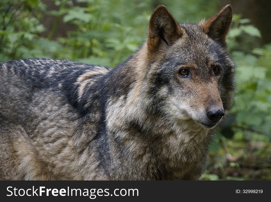 Closeup of a wolf in the forest