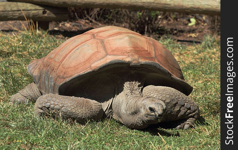 The aldabra tortoise measures up to 5 feet in length and weighs as much as 1/4 ton. Their average life span is over 50 years. They are an endangered species. Legend has it that the cumbersome tortoise will always win over the faster hare in the long run because they never stop going. The aldabra tortoise measures up to 5 feet in length and weighs as much as 1/4 ton. Their average life span is over 50 years. They are an endangered species. Legend has it that the cumbersome tortoise will always win over the faster hare in the long run because they never stop going.