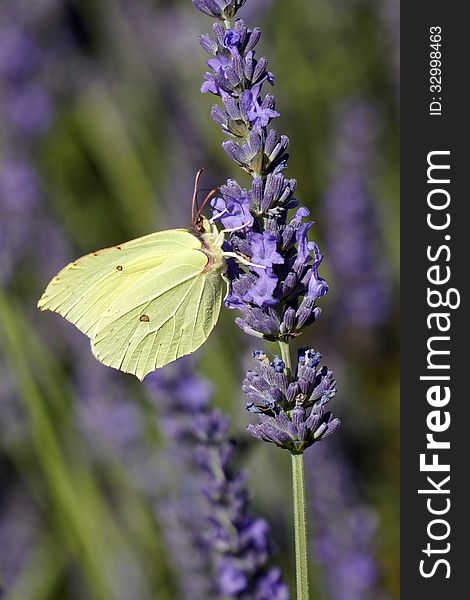 Closeup of a butterfly on lavender