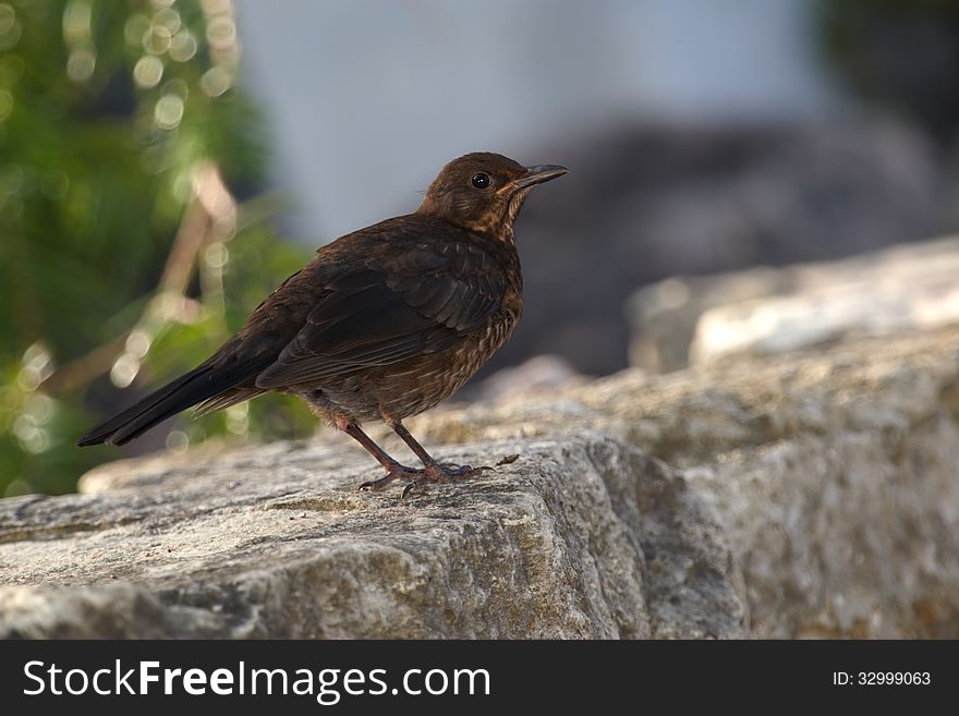 Blackbird female posing on stone