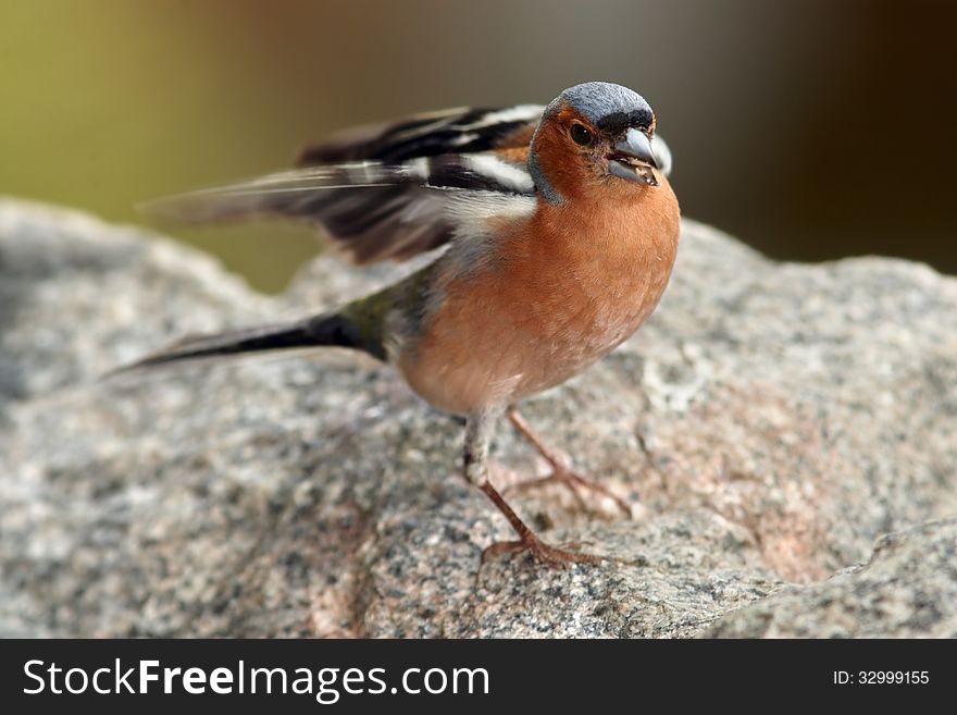 Chaffinch in nice pose - portrait