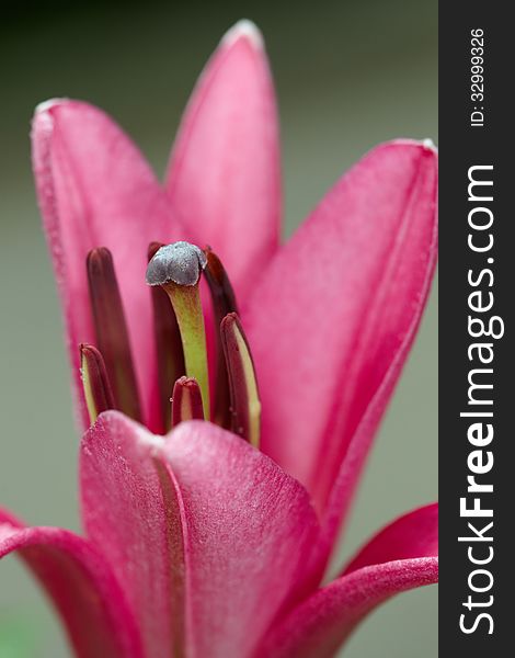 Red lily bud blossom close up