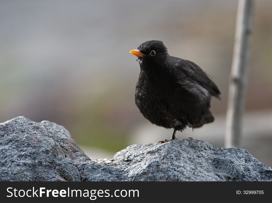 Blackbird posing on one paw