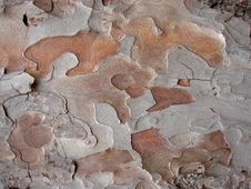 Abstract Tree Bark In Closeup Stock Image Abstract Tree Bark In Closeup Stock Image
