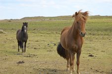 Icelandic Horses Stock Photography