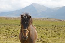 Icelandic Horse Stock Image