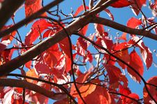 Fall Is Here! Royalty Free Stock Images Fall Is Here! Royalty Free Stock Images