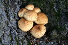 Free Mushroom Royalty Free Stock Images - 335359