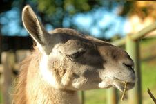 Camel Profile Royalty Free Stock Photo Camel Profile Royalty Free Stock Photo
